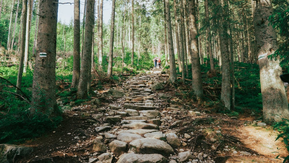 Discover a rocky forest hiking trail in the scenic Tatras of Poland. Ideal for nature enthusiasts.